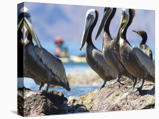 Brown Pelicans and Double-Crested Cormorant, Punta Baja, Isla Carmen, Baja, Sea of Cortez, Mexico-Gary Luhm-Premier Image Canvas