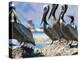 Brown Pelicans and Double-Crested Cormorant, Punta Baja, Isla Carmen, Baja, Sea of Cortez, Mexico-Gary Luhm-Premier Image Canvas