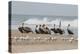 Brown Pelicans and Elegant Terns on the beach-Ken Archer-Premier Image Canvas