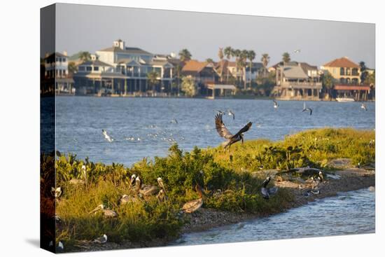 Brown Pelicans, Pelecanus occidentalis, in flight-Larry Ditto-Premier Image Canvas