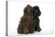 Brown Poodle and Black Poodle-null-Premier Image Canvas