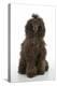 Brown Poodle Sitting Down-null-Premier Image Canvas