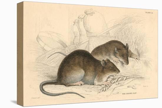 Brown Rat (Rattus Rattu), 1828-null-Premier Image Canvas