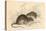 Brown Rat (Rattus Rattu), 1828-null-Premier Image Canvas