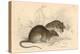 Brown Rat (Rattus Rattu), 1828-null-Premier Image Canvas