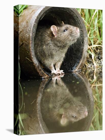 Brown Rat Sniffing Air from Old Pipe, UK-Andy Sands-Premier Image Canvas