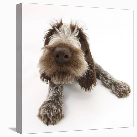 Brown Roan Italian Spinone Puppy, Riley, 13 Weeks, Lying with Head Up-Mark Taylor-Premier Image Canvas