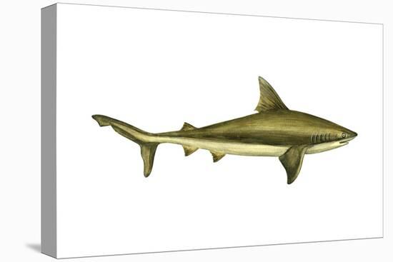 Brown Shark (Carcharhinus Milberti), Fishes-Encyclopaedia Britannica-Stretched Canvas