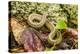 Brown snake, Storeria dekayi dekayi. Barrington, New Hampshire.-Jerry & Marcy Monkman-Premier Image Canvas