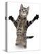 Brown Spotted Tabby Cat Male Standing and Reaching Up-Jane Burton-Premier Image Canvas