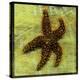 Brown Starfish-John W Golden-Premier Image Canvas