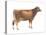 Brown Swiss Cow, Dairy Cattle, Mammals-Encyclopaedia Britannica-Stretched Canvas