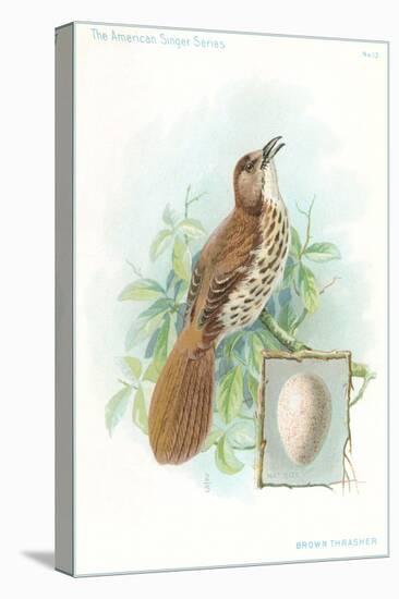 Brown Thrasher, Songbird-null-Stretched Canvas