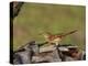 Brown Thrasher, South Florida, United States of America, North America-Rainford Roy-Premier Image Canvas