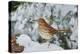 Brown Thrasher-Gary Carter-Premier Image Canvas