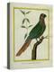Brown-Throated Parakeet-Georges-Louis Buffon-Premier Image Canvas