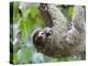 Brown-Throated Sloth and Her Baby Hanging from a Tree Branch in Corcovado National Park, Costa Rica-Jim Goldstein-Premier Image Canvas