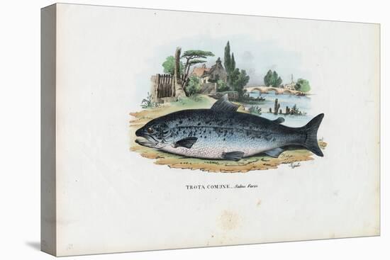 Brown Trout, 1863-79-Raimundo Petraroja-Premier Image Canvas