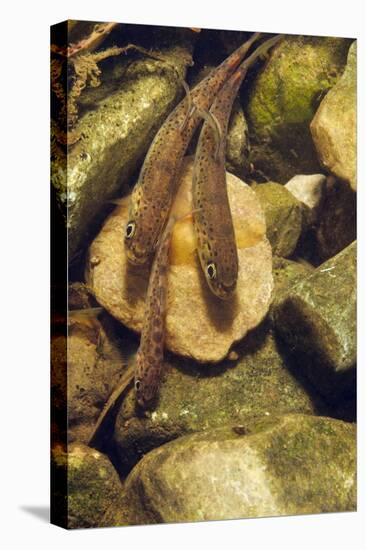 Brown Trout (Salmo Trutta) Fry on River Bed, Cumbria, England, UK, September-Linda Pitkin-Premier Image Canvas