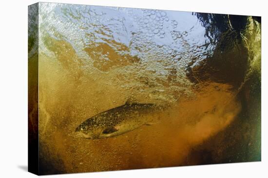Brown Trout (Salmo Trutta) in Turbulent Water at a Weir, River Ettick, Selkirkshire, Scotland, UK-Linda Pitkin-Premier Image Canvas