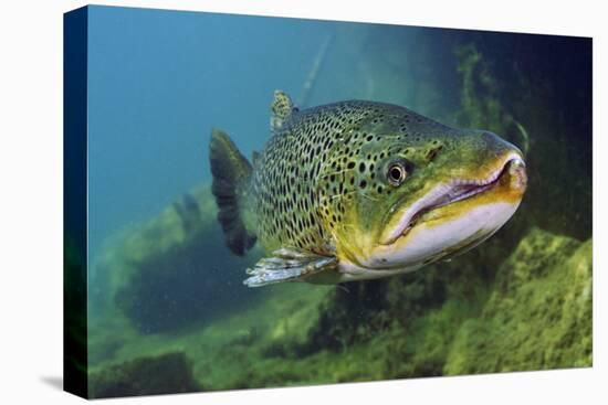 Brown Trout (Salmo Trutta) Jackdaw Quarry, Capernwray, Carnforth, Lancashire, UK, August-Linda Pitkin-Premier Image Canvas