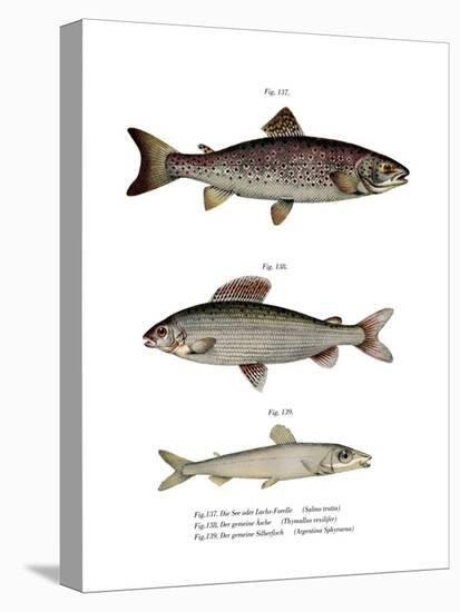 Brown Trout-null-Premier Image Canvas