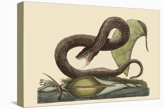 Brown Viper-Mark Catesby-Stretched Canvas