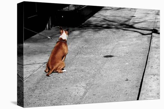 Brown & White Dog on Black & White Street-null-Stretched Canvas