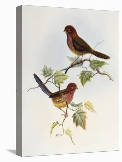 Brown-Winged Parrotbill (Paradoxornis Brunneus)-John Gould-Premier Image Canvas