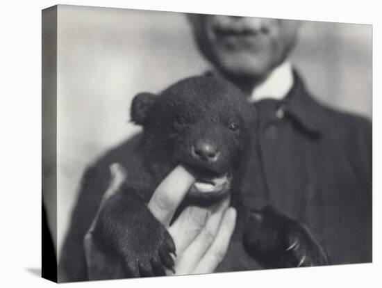 Brown X Black Bear Cub Aged 6 Weeks-Frederick William Bond-Premier Image Canvas