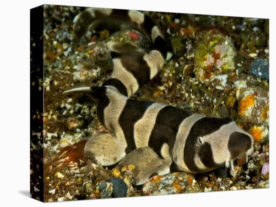 Brownbanded bamboo shark juvenile on sea floor, Indonesia-David Hall-Premier Image Canvas