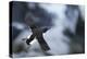 Brunnnich'S Guillemot (Uria Aalge) In Flight, Vardo, Norway, March-Markus Varesvuo-Premier Image Canvas