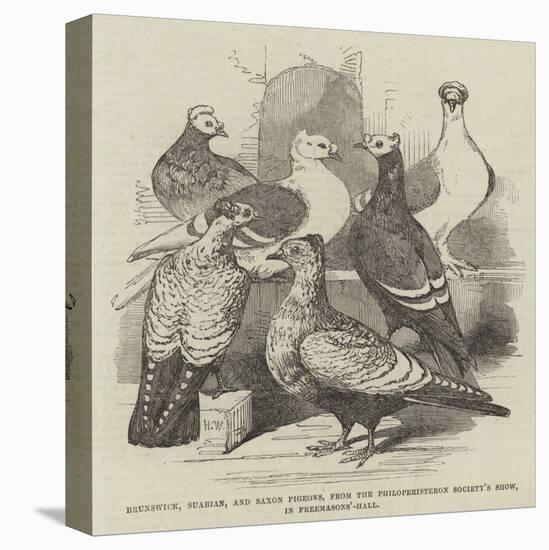 Brunswick, Suabian, and Saxon Pigeons, from the Philoperisteron Society's Show, in Freemasons'-Hall-Harrison William Weir-Premier Image Canvas
