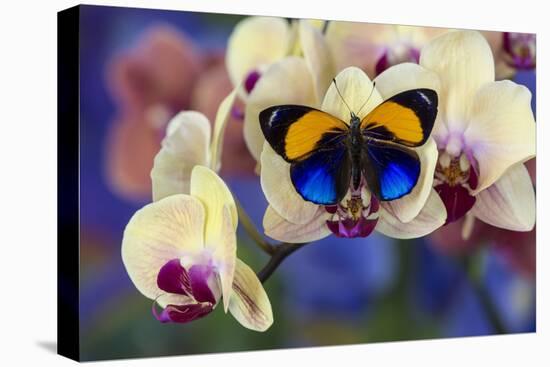 Brush-Footed Butterfly, Callithea Davisi on Orchid-Darrell Gulin-Premier Image Canvas