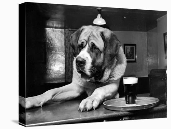 Bryan the St. Bernard Dog Enjoys a Pint, February 1956-null-Premier Image Canvas