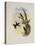 Bryant's Wood-Star, Doricha Bryant?-John Gould-Premier Image Canvas