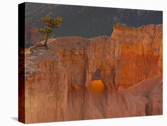 Bryce Canyon National Park, Utah, USA-Cathy & Gordon Illg-Premier Image Canvas