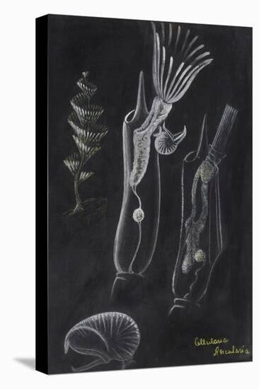 Bryozoa-Philip Henry Gosse-Premier Image Canvas