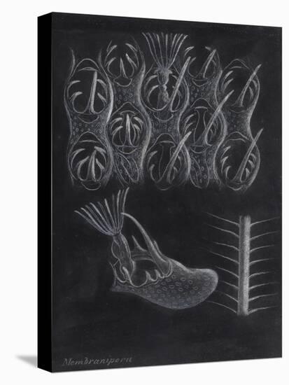 Bryozoa-Philip Henry Gosse-Premier Image Canvas