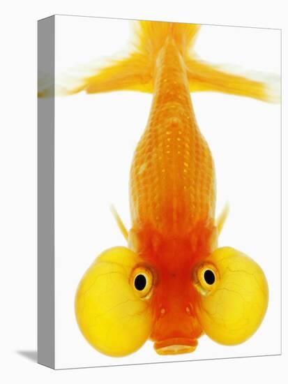 Bubble Eye Goldfish-Martin Harvey-Premier Image Canvas