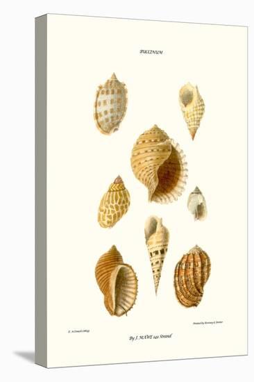 Buccinum Shells-John Mawe-Stretched Canvas