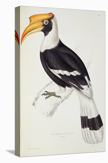 Buceros Cavatus-John Gould-Premier Image Canvas