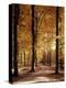 Buchenwald, Weg, Herbst, Natur, Landschaft, Jahreszeit, Wald-Thonig-Premier Image Canvas