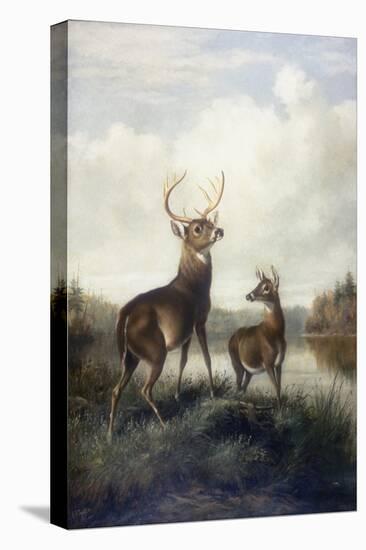 Buck and Doe, 1885 (Oil on Canvas)-Arthur Fitzwilliam Tait-Premier Image Canvas