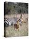 Buck impala on the Masai Mara, Kenya-Larry Richardson-Premier Image Canvas