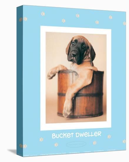 Bucket Dweller-Rachael Hale-Stretched Canvas