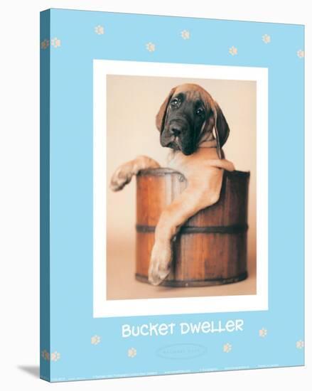 Bucket Dweller-Rachael Hale-Stretched Canvas