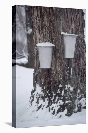 Buckets for Collecting Sap on a Maple Tree in Maine-null-Premier Image Canvas