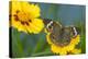 Buckeye Butterfly-Darrell Gulin-Premier Image Canvas