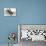 Bucking Bronco Photo-null-Stretched Canvas displayed on a wall